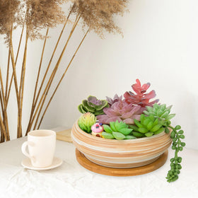 ARTKETTY succulent display on a windowsill enhances greenery and style.