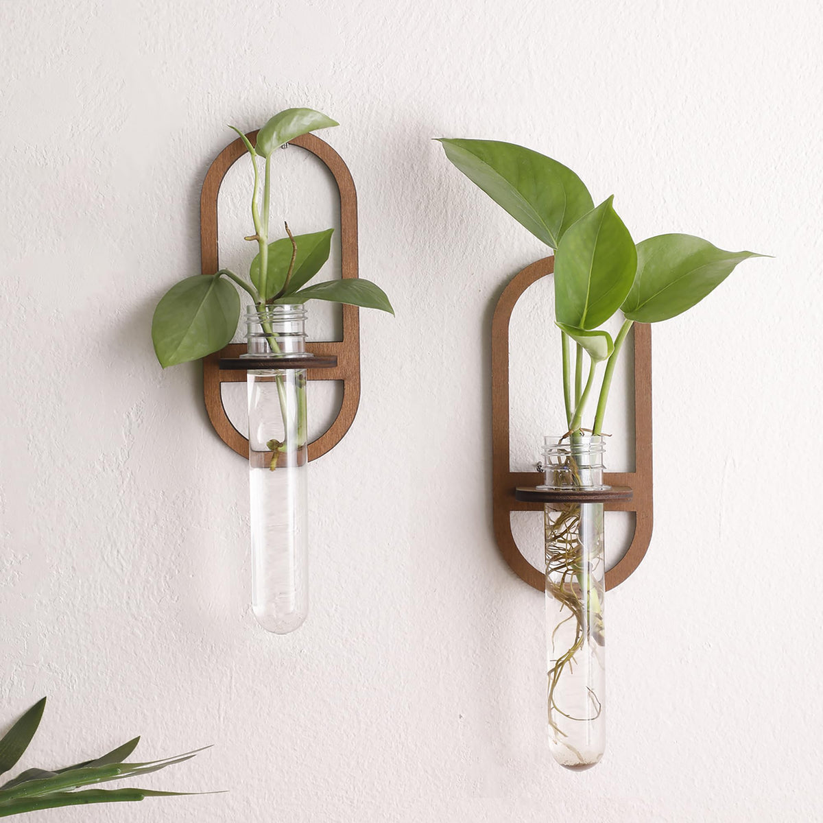 ArtLady propagation station wall mount wooden base showcases real root growth for cuttings.