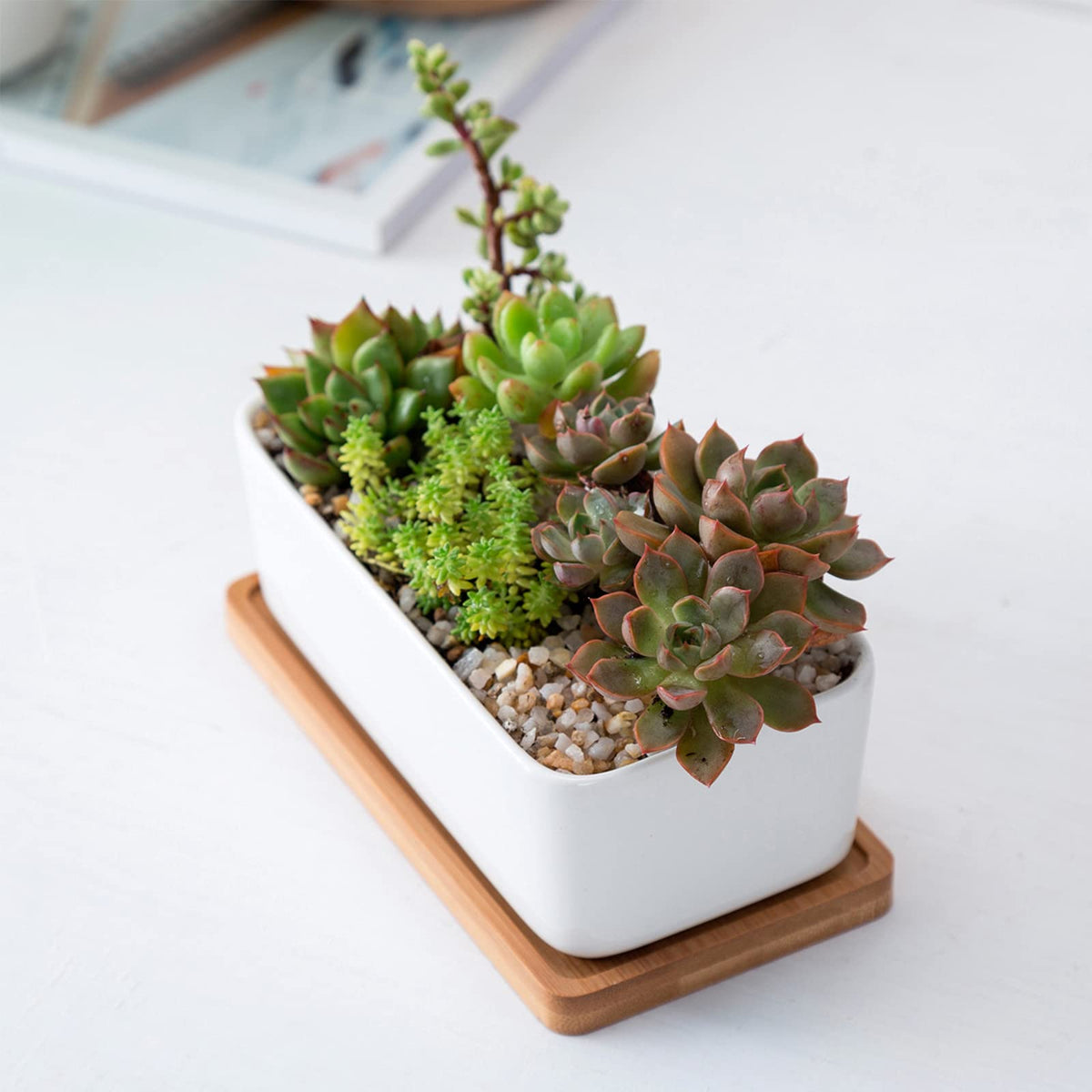 ARVINKEY indoor/outdoor succulent display on windowsill or patio