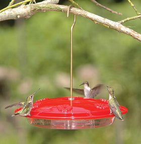 Aspects HummZinger Excel with built-in ant moat to deter insects
