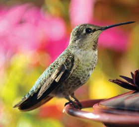 Audubon Park 1661 backyard birds attracted to natural nectar.