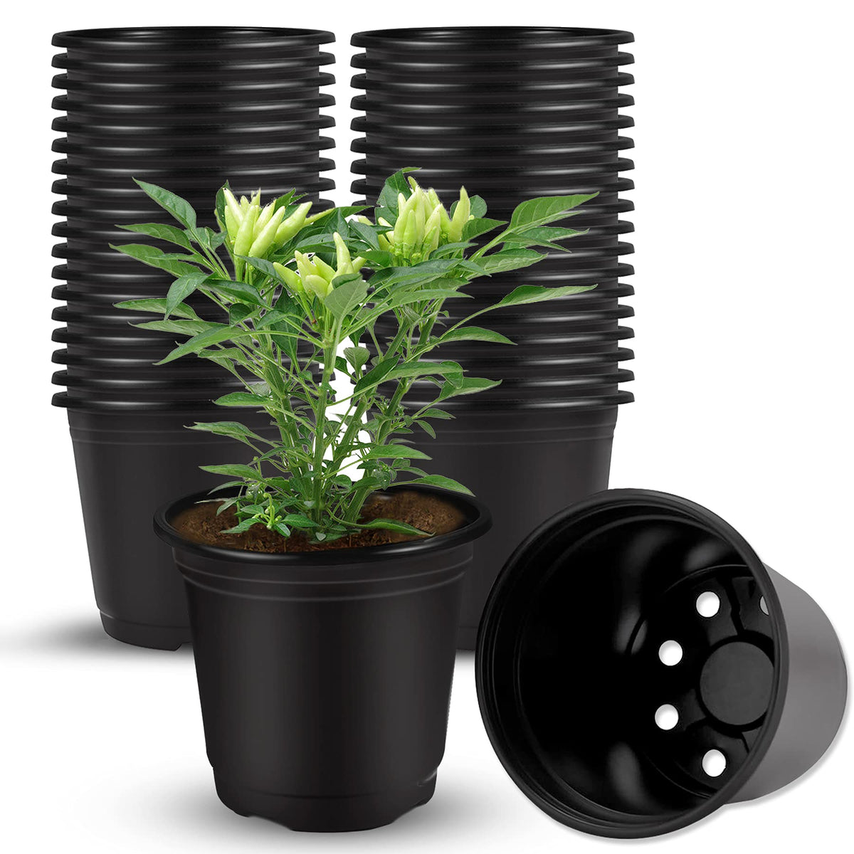 Augshy 40-pack seed starting pots, 4-inch size, ideal for succulents.