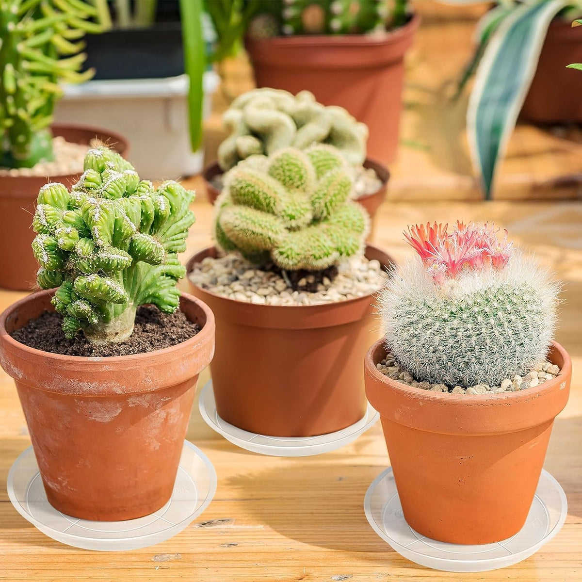 Augshy 6-inch clear plant saucer provides reliable spill containment for larger pots.