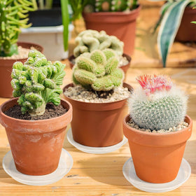 Augshy 6-inch clear plant saucer provides reliable spill containment for larger pots.