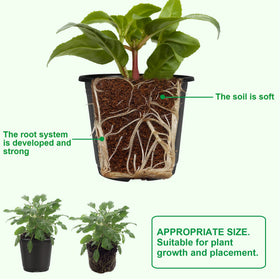 Augshy brick-red exterior pots with dark interior for seedlings.