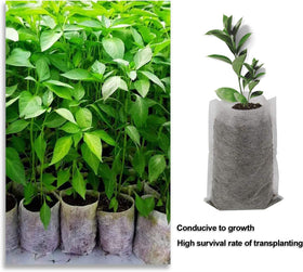 Augshy grow bags 11x11 cm size for compact seedling stages and easy handling.