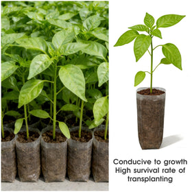 Indoor and outdoor use with Augshy nursery grow bags