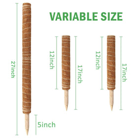Augshy 17 inch stake ready for indoor vine climbing use