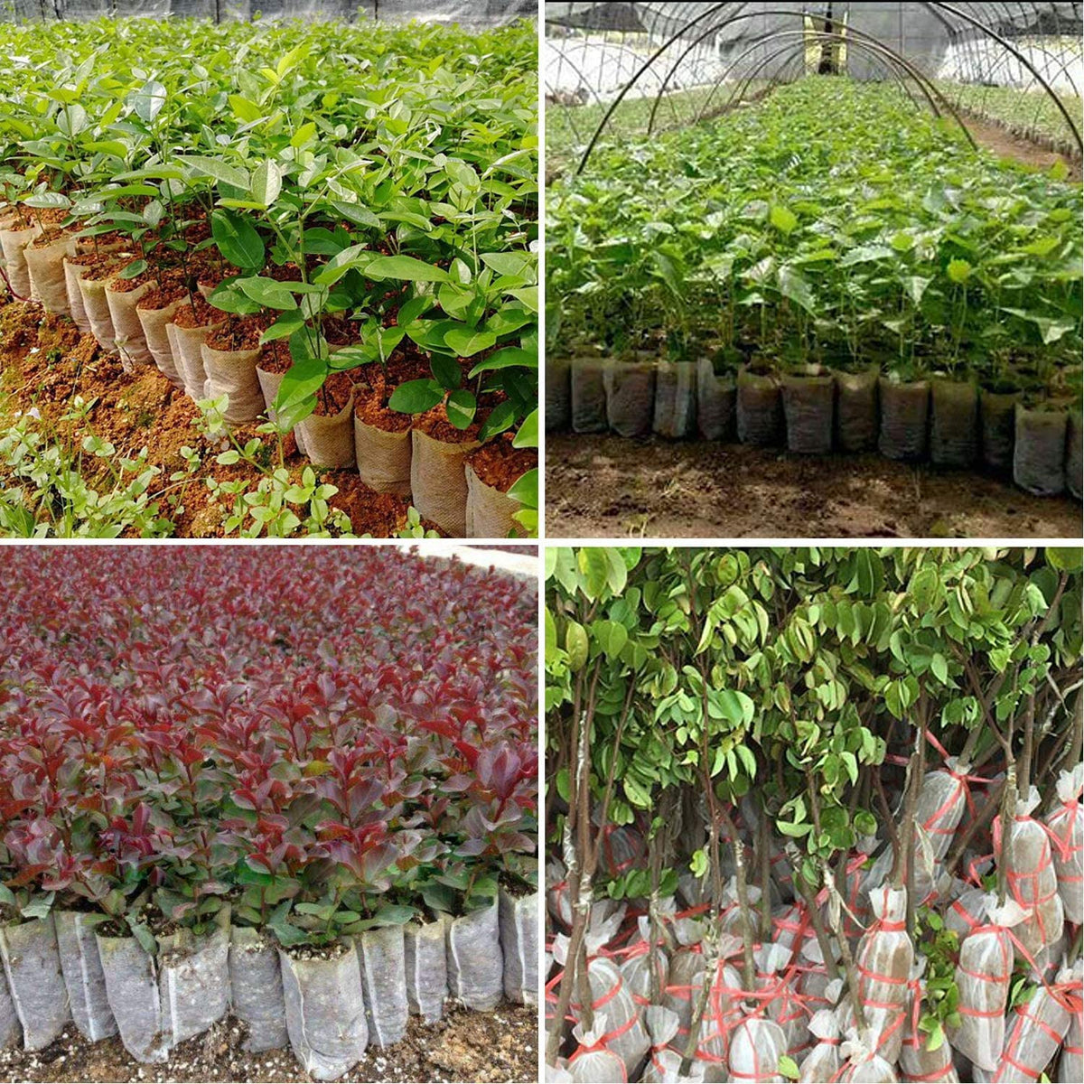 Augshy seedling bags for transplanting and protecting early plants in containers.