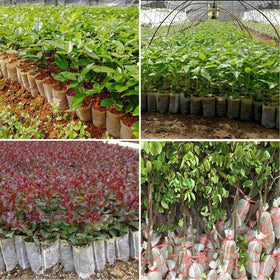 Augshy seedling bags for transplanting and protecting early plants in containers.