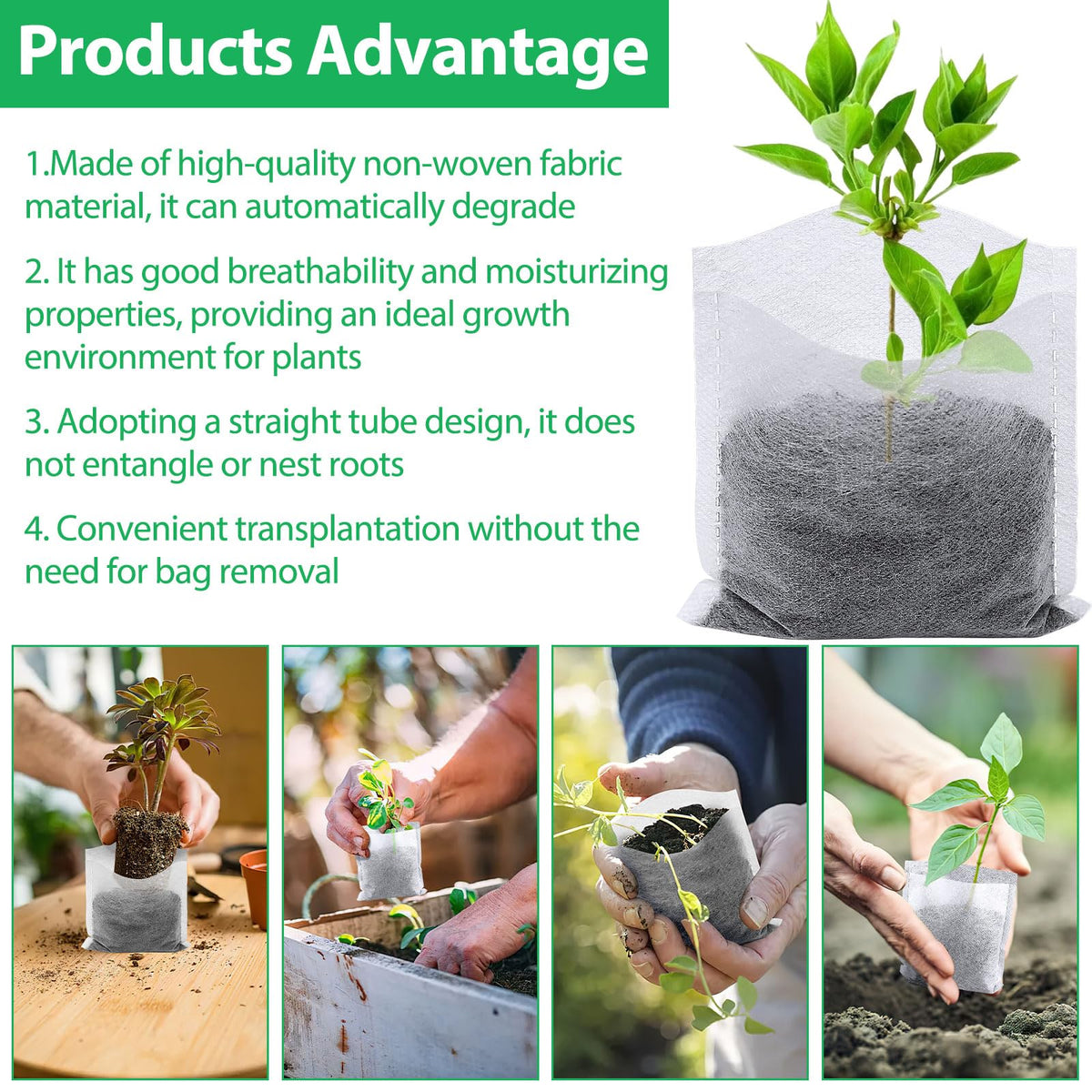 Augshy bags enable transplant without removing mature plants, reducing root disturbance.