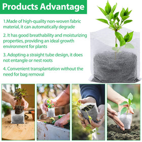 Augshy bags enable transplant without removing mature plants, reducing root disturbance.