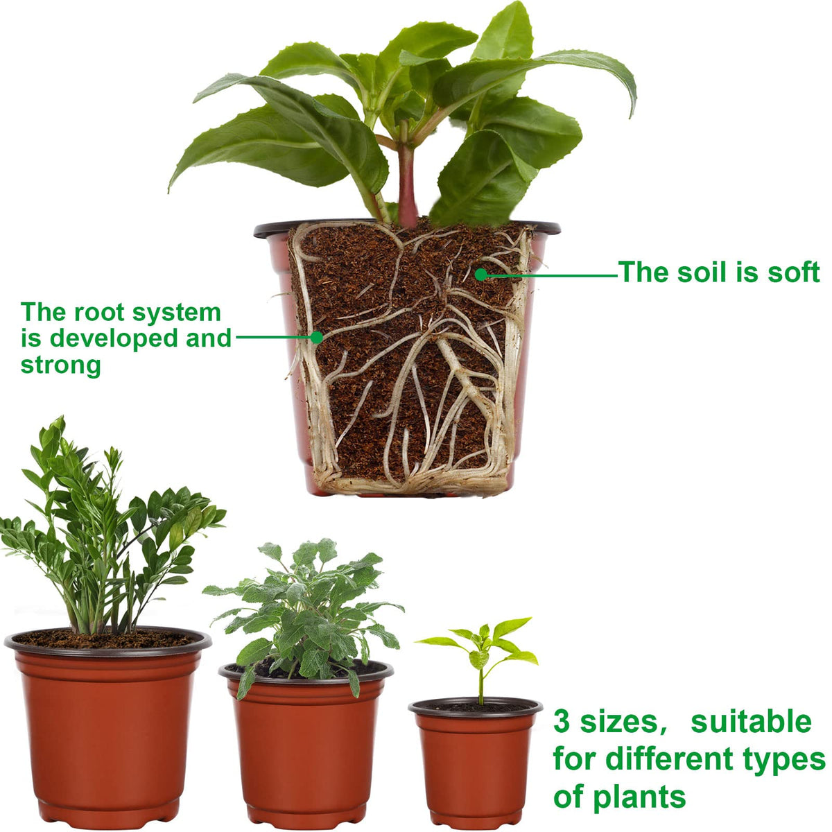 Augshy nursery pot 6-inch top view with ample room for roots.