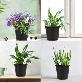 All-in-one Augshy kit with pots and labels for tidy gardening