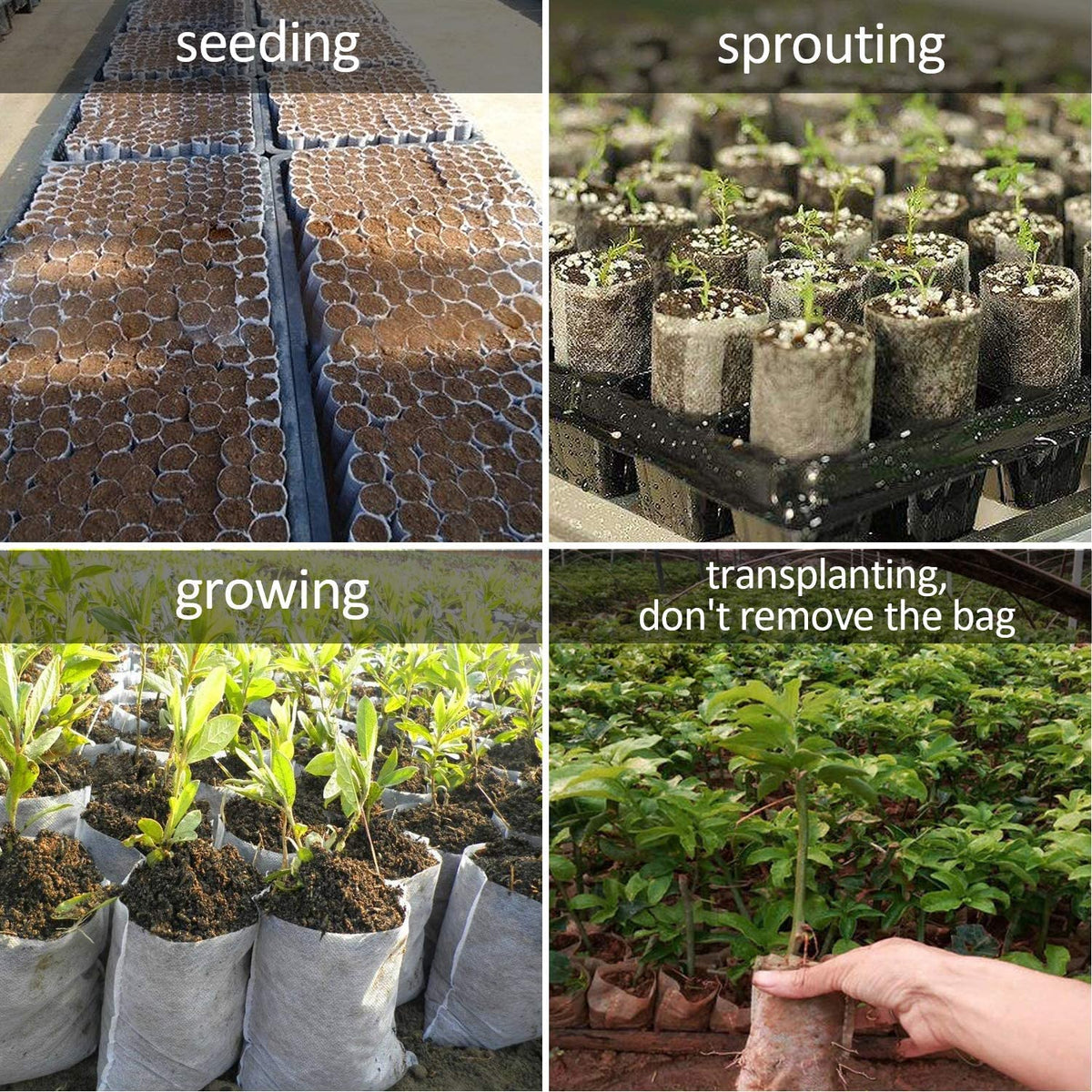 Augshy seedling bags suited for fruits, vegetables, and flowers in any garden.