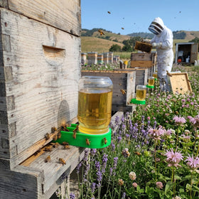 AukBeeFun feeder dispensing syrup to bees from a secure jar.