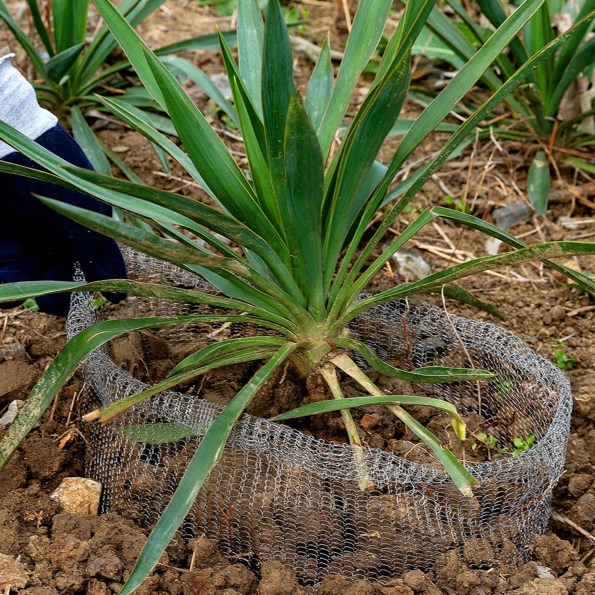 Guard basket removal facilitates smooth transplanting of plants.