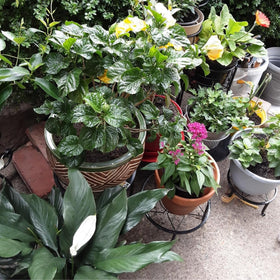Autopromake iron plant stand with anti rust coating, outdoors for longevity.
