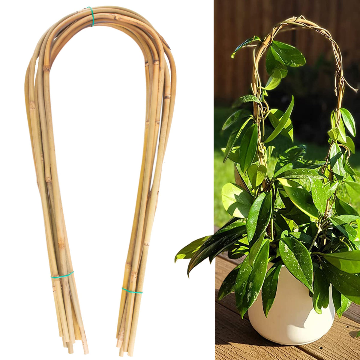Avalution 16-inch bamboo U-hoop trellis supports climbing plants for better sun exposure.