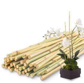 Avalution bamboo stake 2ft supports ground-planted seedlings for strong growth