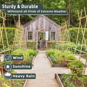 Avalution bamboo stake bean-climbing provides flexible trellis for vines