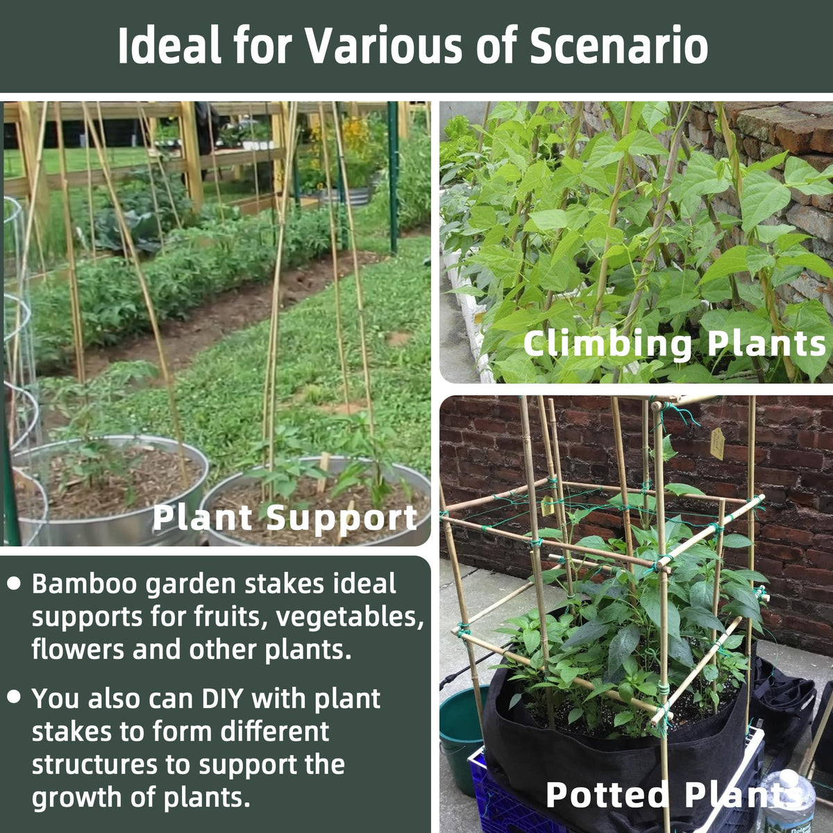 Avalution bamboo stake tree-stake supports young trees and branches