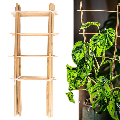 Avalution bamboo trellis with ladder design provides sturdy support for potted plants.