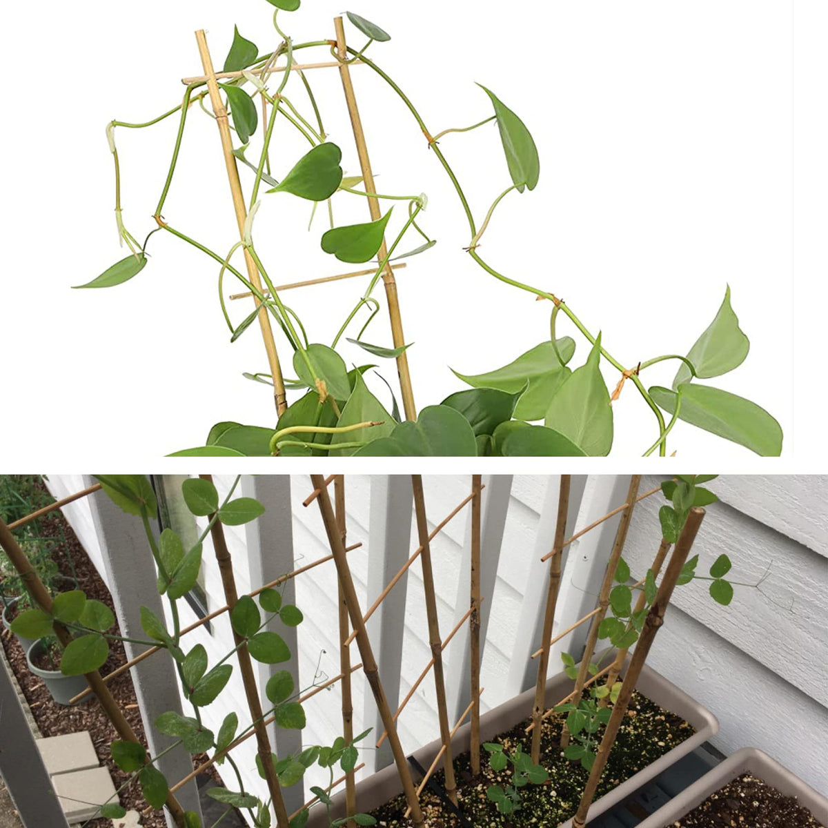 Avalution bamboo trellis delivers lightweight support for vegetables and flowers alike.