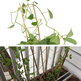 Avalution bamboo trellis delivers lightweight support for vegetables and flowers alike.
