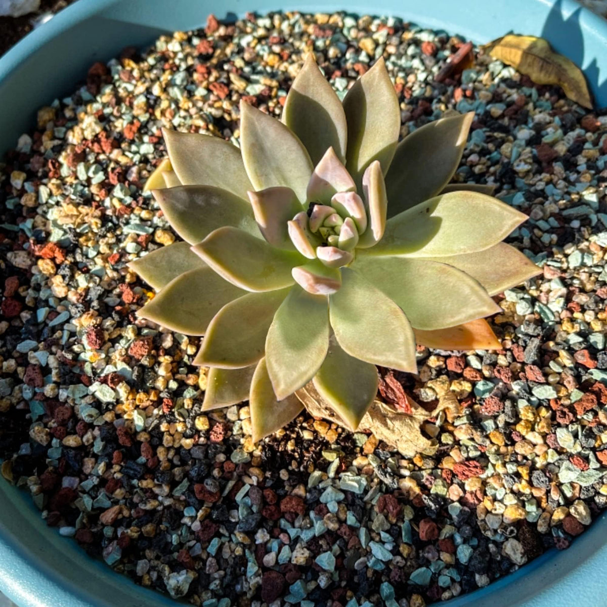 Avalution bonsai lava rock improves soil aeration and root drainage.