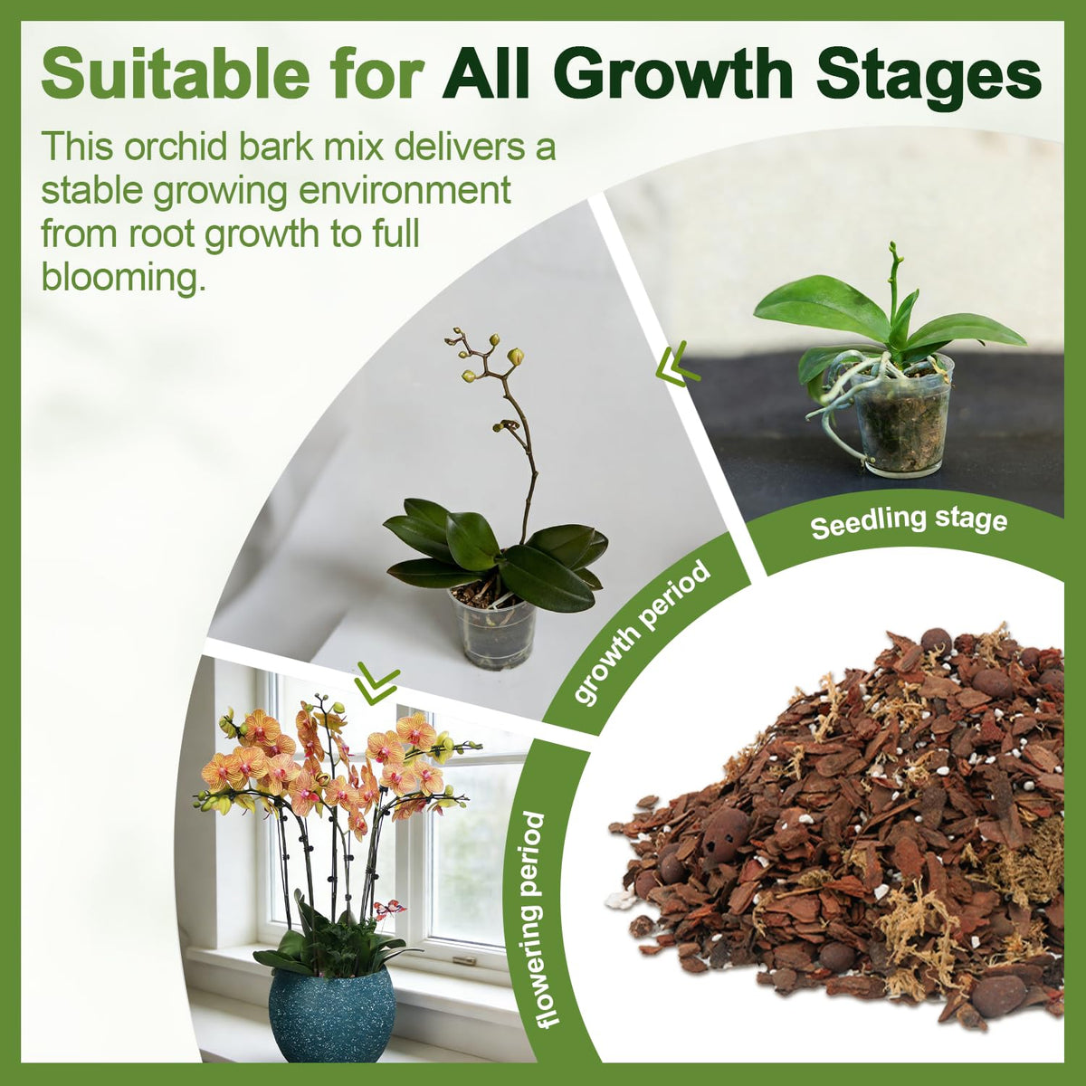 Avalution clay pebbles improving drainage and moisture balance.