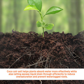Avalution coco coir bricks fiber structure after hydration.