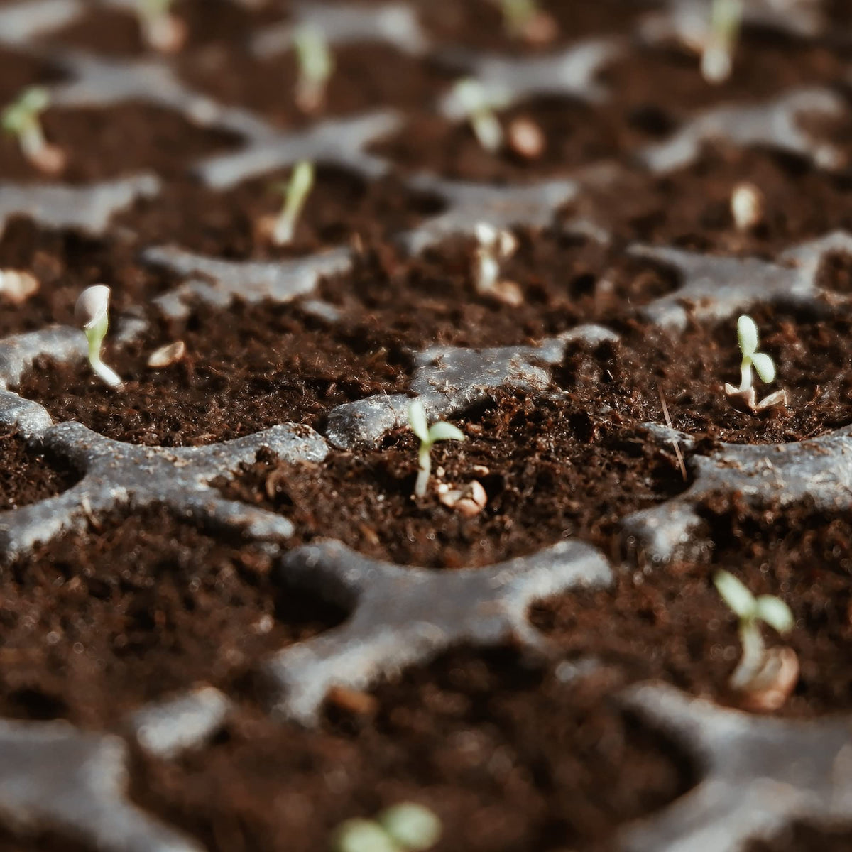 Avalution coco coir bricks in a growing setup promoting healthy roots.