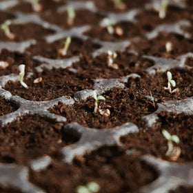 Avalution coco coir bricks in a growing setup promoting healthy roots.