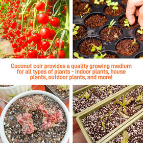 Avalution coco coir bricks used for potting mix in plant pots.