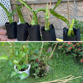 Avalution easy-install bamboo plant stake simplifies securing plants with minimal effort.