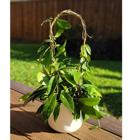 Indoor and outdoor use with bamboo supports for wind resistance and growth.