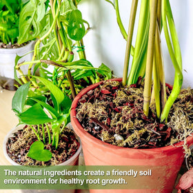 Avalution moisture-retention moss aiding hydration during repotting.