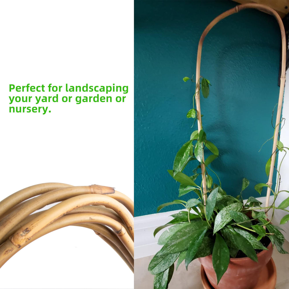 Natural bamboo stakes from Avalution provide flexible, durable plant support.