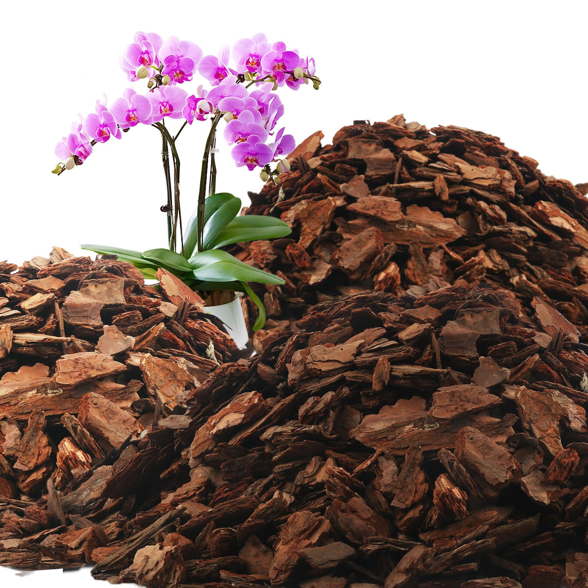 Avalution Orchid Bark 18qt bag with natural pine texture supports robust orchid roots.