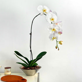 Avalution orchid bark pre sterilized ensures clean growing medium.