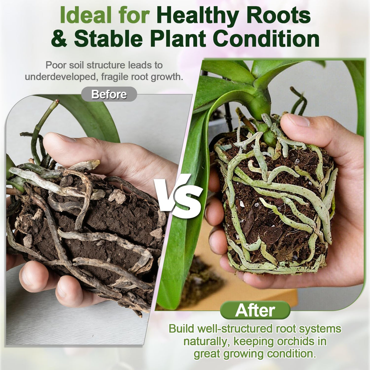 Avalution perlite particles boosting airflow around orchid roots.