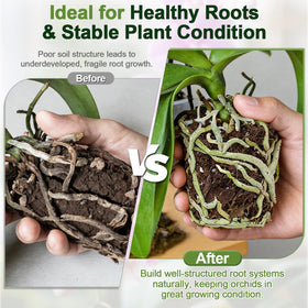 Avalution perlite particles boosting airflow around orchid roots.