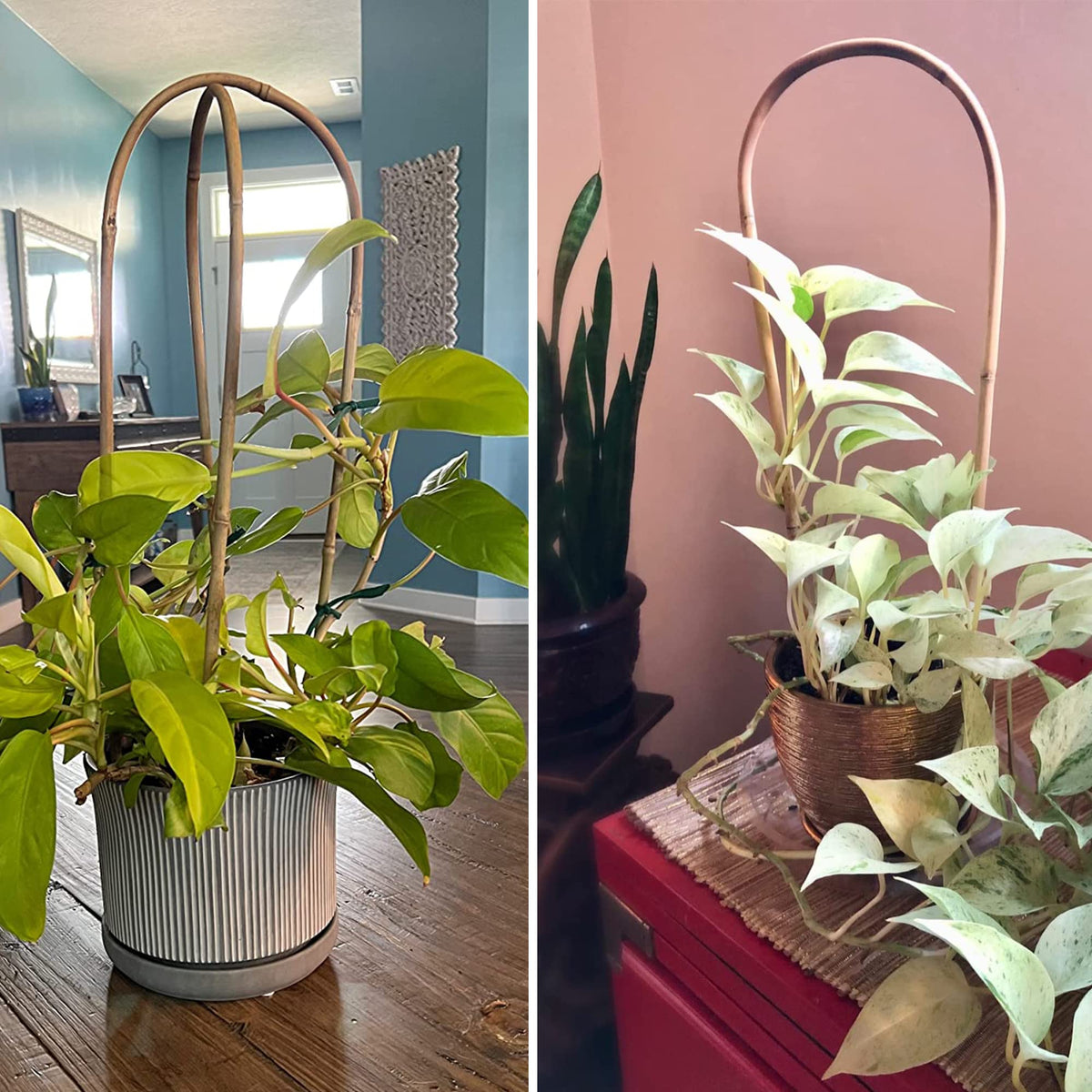 Ideal for tomatoes, ivy, roses, and jasmine needing vertical growth with support.