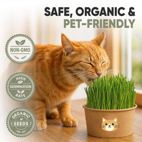 AVERGO dense green cat grass ready; inviting nibble for curious cats.