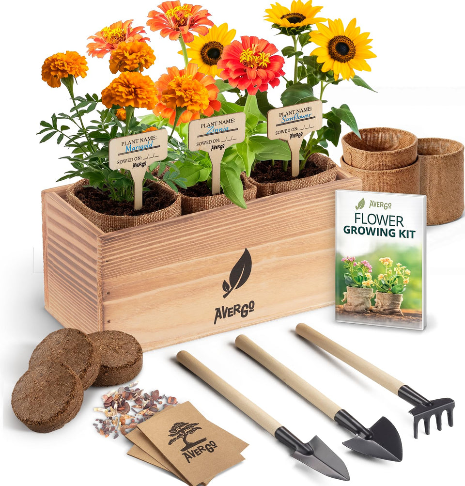 AVERGO sunflower seeds kit: easy start for bright blooms indoors or outdoors