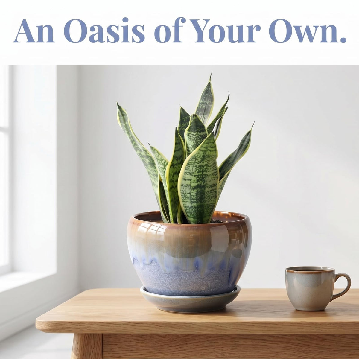 AVLA three-pack ceramic planters promote healthy root airflow with drainage.