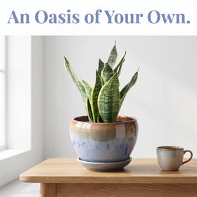 AVLA three-pack ceramic planters promote healthy root airflow with drainage.