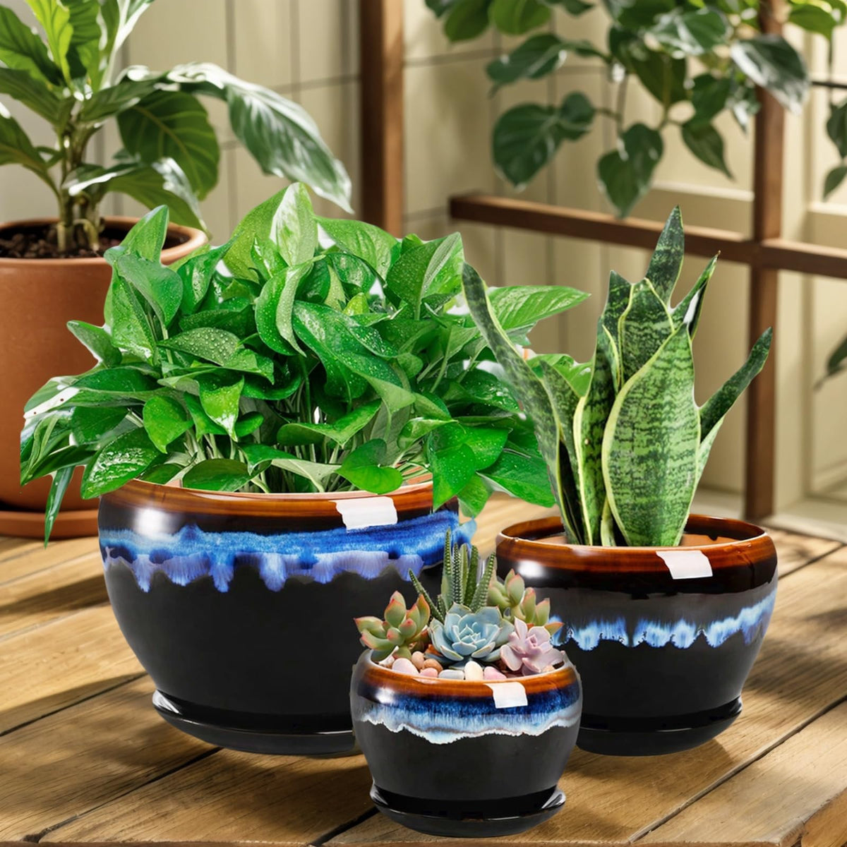 AVLA gift-ready packaging suited for plant lovers