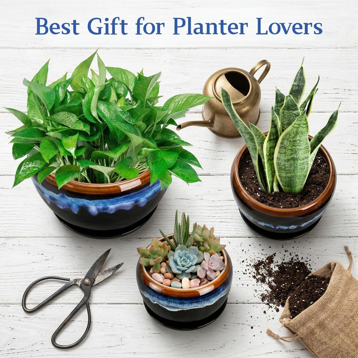 AVLA size small pot ideal for succulents